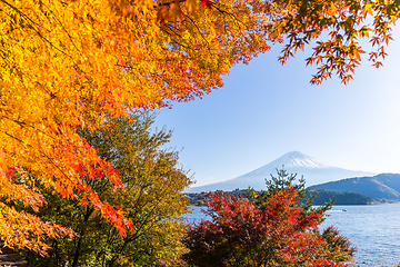 Image showing Fujisan and maple tree in Lake Kawaguchi 