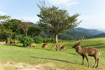 Image showing Group of deer at mountain