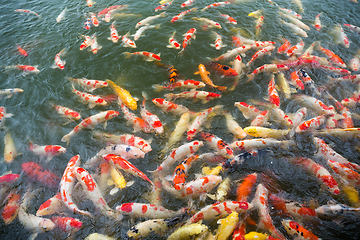 Image showing Carp fish