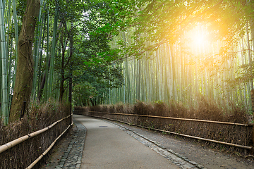 Image showing Bamboo forest and sunshine