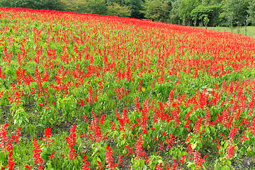 Image showing Red Salvia field