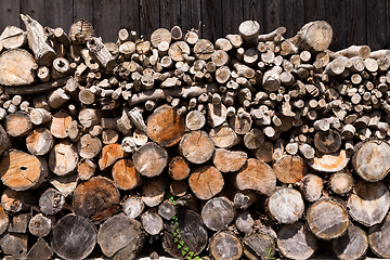 Image showing Forest pine trees log trunks 