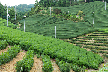 Image showing Green Tea field