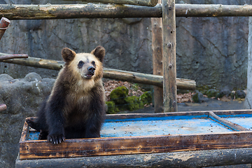 Image showing Bear in zoo park