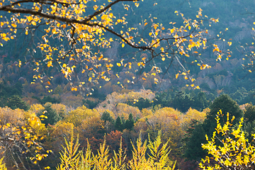 Image showing Autumn forest in Japan