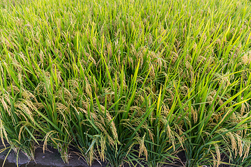 Image showing Rice meadow