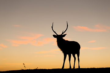 Image showing Silhouette of deer at sunset