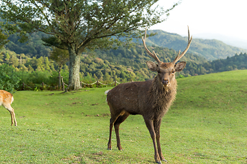 Image showing Wild deer mountain