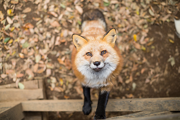 Image showing Fox climb up for food