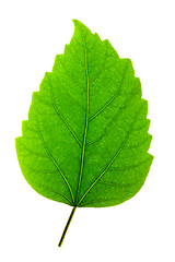 Image showing Hibiscus Leaf