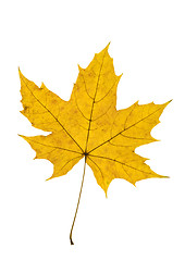 Image showing Maple Leave