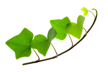 Image showing Sprig of Ivy