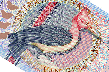 Image showing Exotic bird on banknote from Suriname