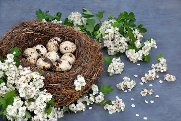 Image showing Fresh Gourmet Quail Eggs in a Birds Nest 