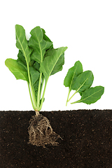 Image showing Healthy Spinach Vegetable Plant Growing in Soil