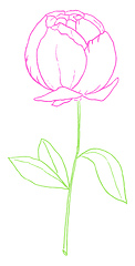 Image showing Drawing of a purple-colored rose with green leaves vector or col