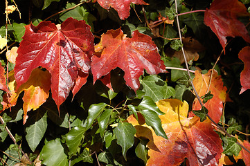 Image showing Wild vine in autumn