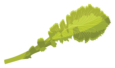 Image showing Light green lettuce leaf vector illustration of vegetables on wh