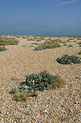 Image showing Pebble beach