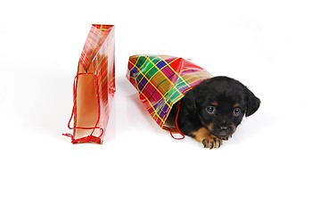 Image showing  Puppy in  gift bag
