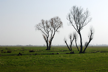 Image showing Trees without leaves