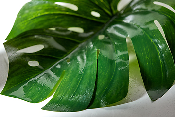 Image showing green moist palm tree leaf