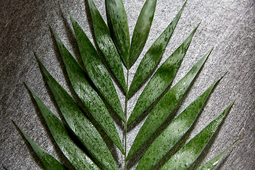 Image showing green moist palm tree leaf