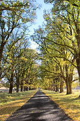 Image showing autumn country road