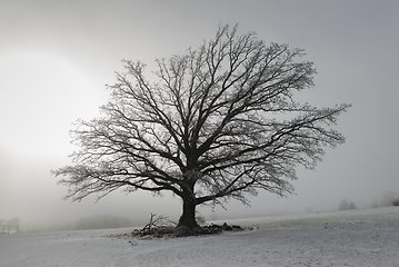 Image showing Tree on a snowy field