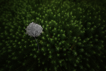 Image showing Leaf on moss