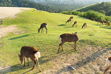 Image showing Group of deer