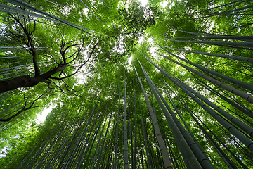 Image showing Bamboo grove