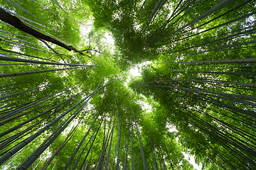 Image showing Bamboo garden