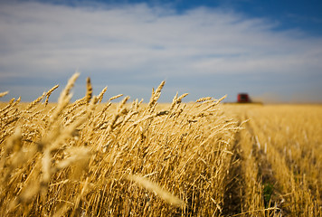 Image showing Harvest work