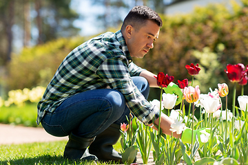 Image showing middle-aged man taking care of flowers at garden