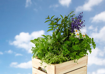 Image showing green herbs and flowers in wooden box on table