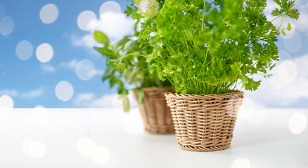 Image showing close up of parsley herb in wicker basket