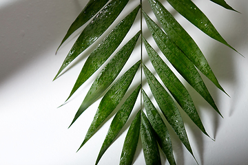 Image showing green moist palm tree leaf