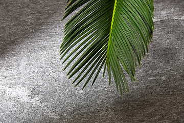 Image showing green moist palm tree leaf