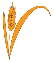 Image showing Common wheat cereal the staple food in many countries and widely