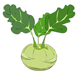 Image showing Drawing of a kohlrabi/Cabbage variety vector or color illustrati