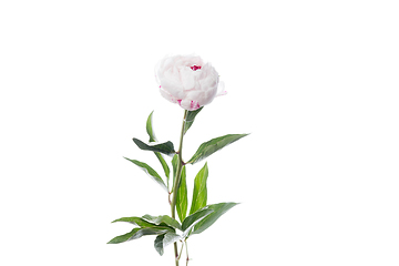 Image showing Beautiful flowers isolated on white studio background. Design elements. Blooming, spring, summertime.