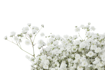 Image showing Beautiful flowers isolated on white studio background. Design elements. Blooming, spring, summertime.