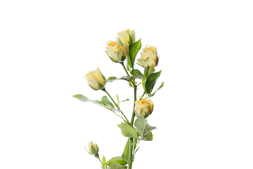 Image showing Beautiful flowers isolated on white studio background. Design elements. Blooming, spring, summertime.