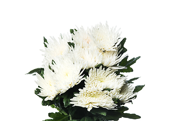 Image showing Beautiful flowers isolated on white studio background. Design elements. Blooming, spring, summertime.