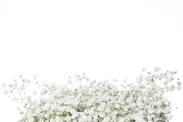 Image showing Beautiful flowers isolated on white studio background. Design elements. Blooming, spring, summertime.