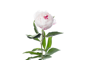 Image showing Beautiful flowers isolated on white studio background. Design elements. Blooming, spring, summertime.