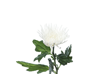 Image showing Beautiful flowers isolated on white studio background. Design elements. Blooming, spring, summertime.