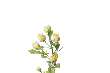 Image showing Beautiful flowers isolated on white studio background. Design elements. Blooming, spring, summertime.