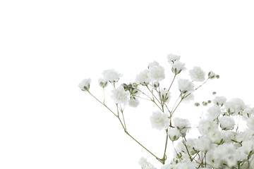 Image showing Beautiful flowers isolated on white studio background. Design elements. Blooming, spring, summertime.